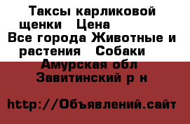 Таксы карликовой щенки › Цена ­ 20 000 - Все города Животные и растения » Собаки   . Амурская обл.,Завитинский р-н